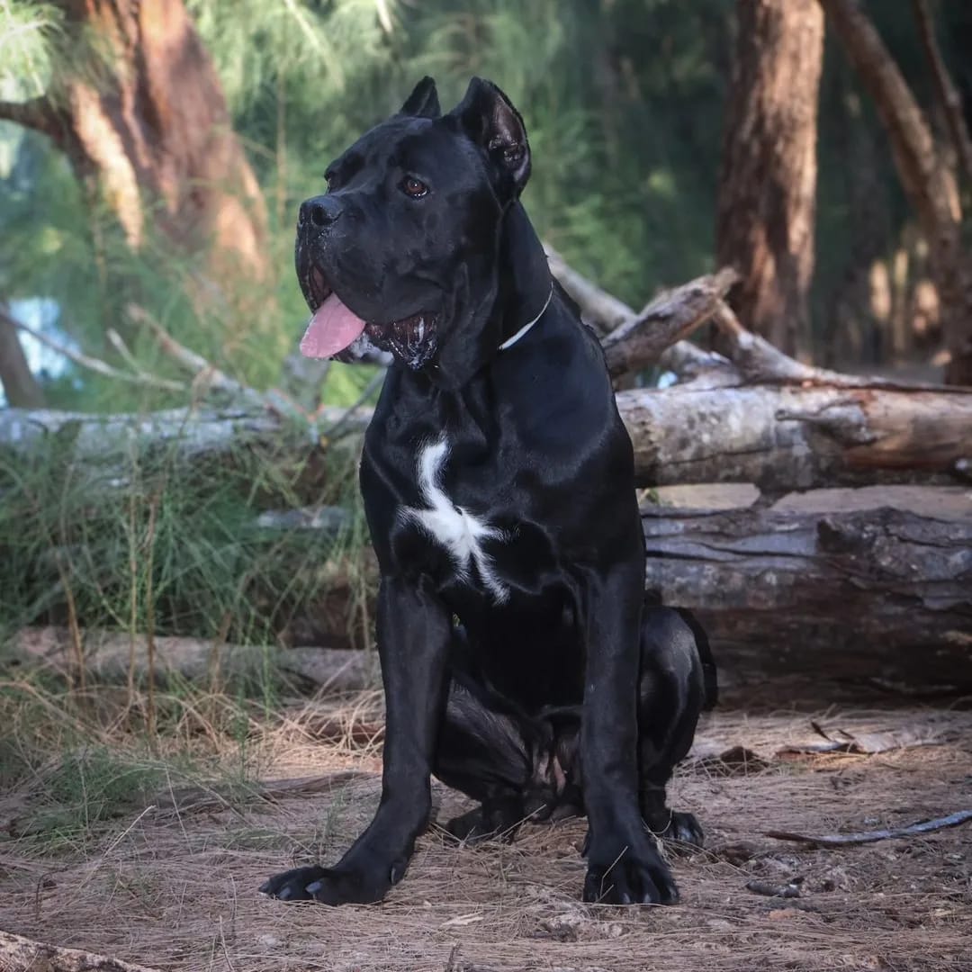 Adorable Cane Corso ready for a home