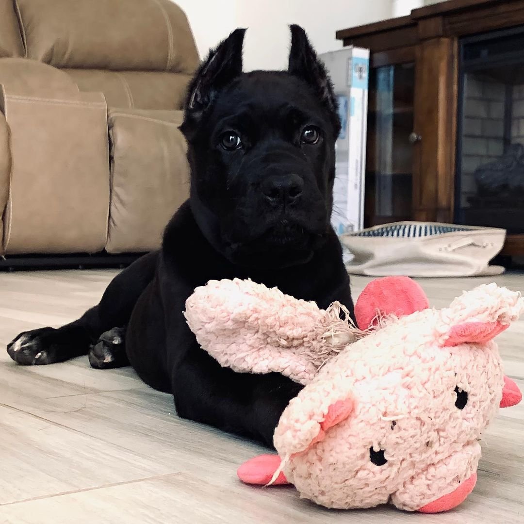 Beautiful Cane Corso from Monvieros