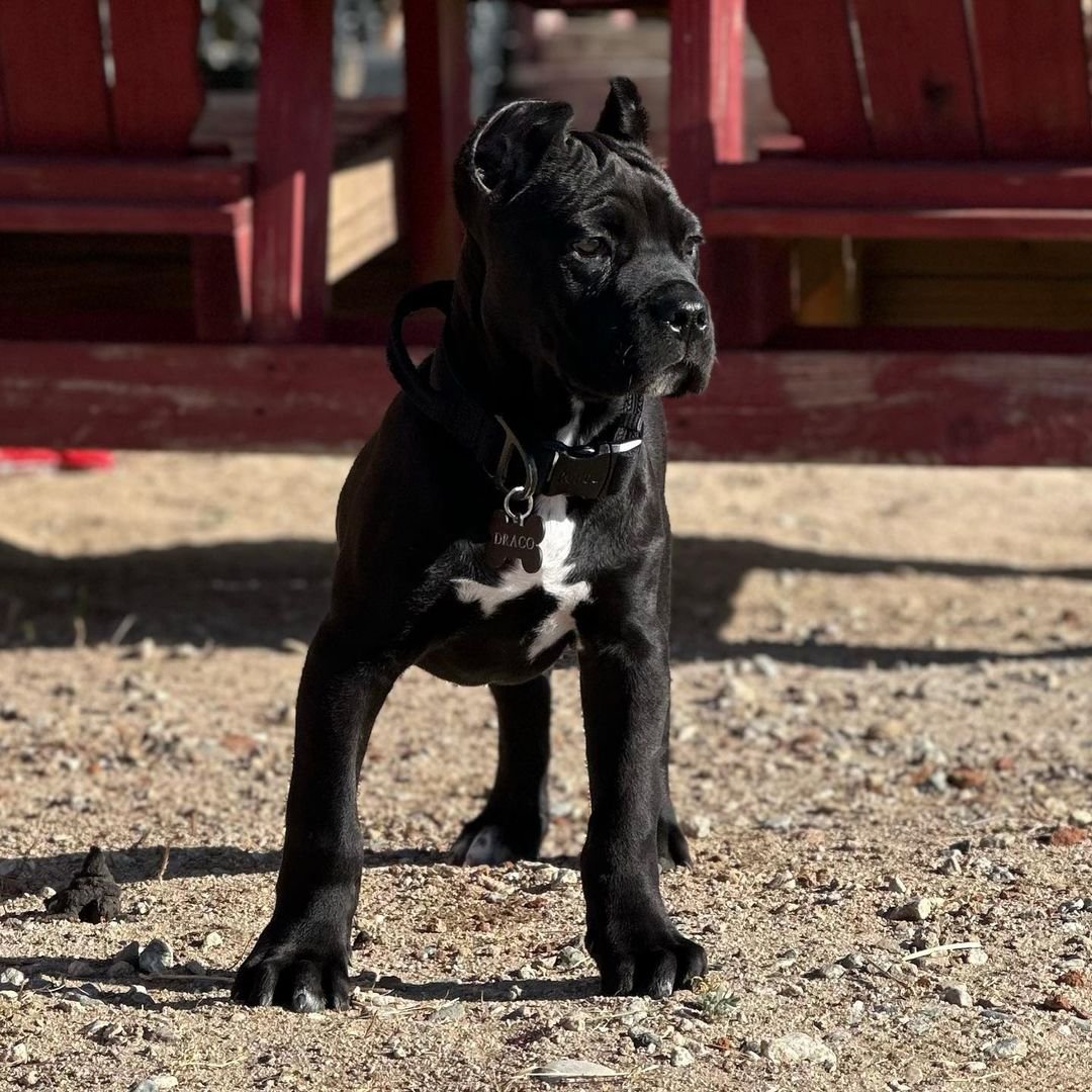 Adorable Cane Corso ready for a home