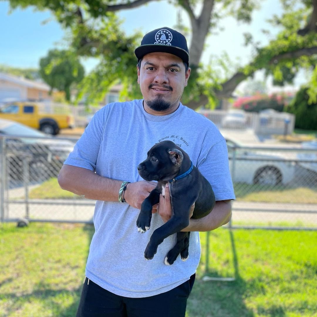 Happy Cane Corso family